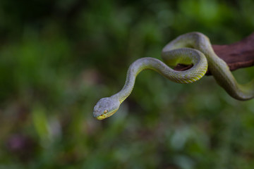 Close up Yellow-lipped Green Pit Viper snake