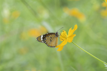 Butterfly sucking nectar from yellow flowers .