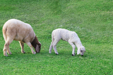 Fototapeta premium sheeps