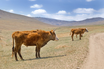 shaggy Mongolian cows grazing in the Mongolian steppe