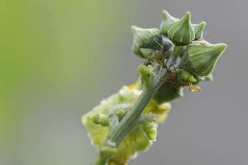 Obraz premium Two ants communicate with each other on a flower.