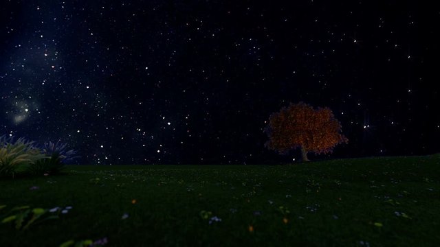 Solitary tree with timelapse starry sky