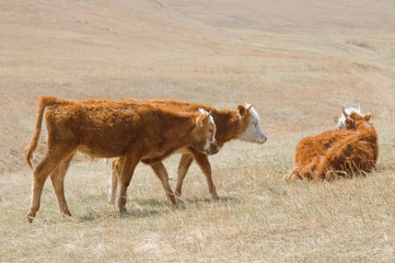 shaggy Mongolian cows grazing in the Mongolian steppe