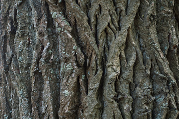 Abstract: Bark of a deciduous tree closeup.