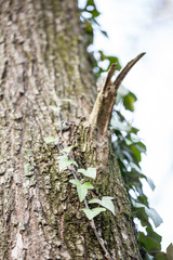 Beautiful, wild ivy on tree bark in the park
