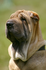 Sharpei dog breed starrring, portrait
