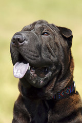 Sharpei dog breed starrring, portrait