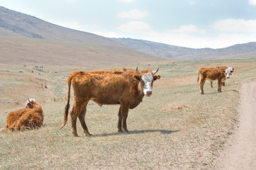 shaggy Mongolian cows grazing in the Mongolian steppe