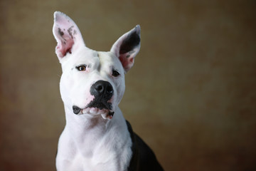 American Staffordshire & Dogo Argentino-Mix im Studio