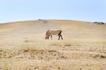 Fototapeta na wymiar Przewalski horse in a pasture in the Mongolian steppe