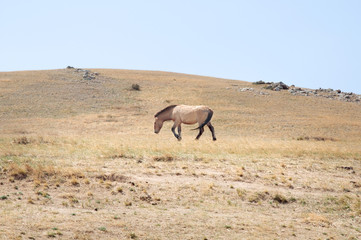 Fototapeta na wymiar Przewalski horse in a pasture in the Mongolian steppe