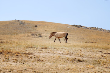 Naklejka na ściany i meble Przewalski horse in a pasture in the Mongolian steppe