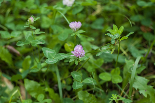 Clover flower on a background of green leaves and grass.