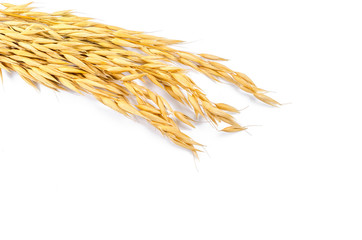 Barley grain isolated on white background