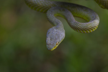 Close up Yellow-lipped Green Pit Viper snake