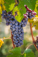 Bunch of Nebbiolo grapes in the vineyard ready for the harvest