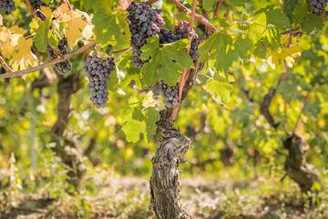 Bunch of Nebbiolo grapes in the vineyard ready for the harvest