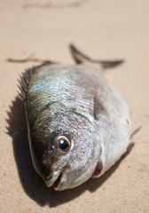 A freshly caught bream fish caught on the beach