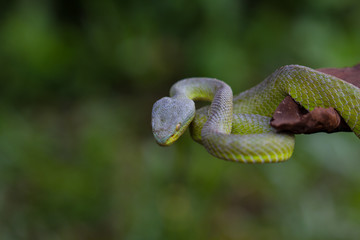 Close up Yellow-lipped Green Pit Viper snake
