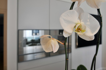 Delicate white orchid