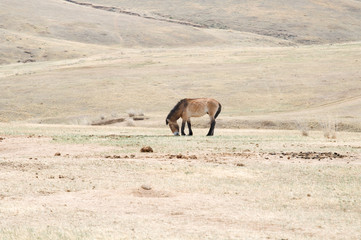 Fototapeta premium Przewalski horse in a pasture in the Mongolian steppe
