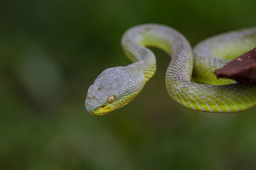 Close up Yellow-lipped Green Pit Viper snake