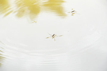water spider