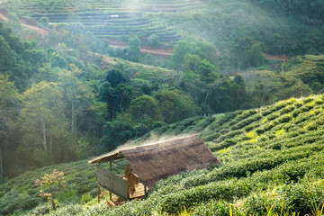 Tea plantation pavillion fog beautiful landscape. chaing mai, th