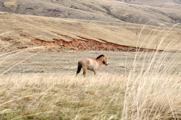 Przewalski horse in a pasture in the Mongolian steppe