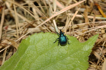 Rüsselkäfer, Rebenstecher, Byctiscus betulae