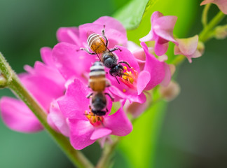 Bees pollinate pink flower in morning