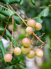 Longan fruit many seeds on tree