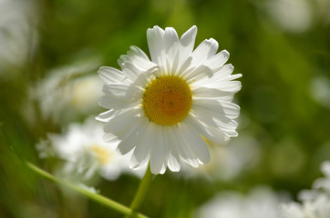 Marguerite sur fond vert