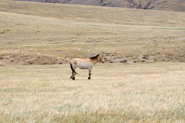 Przewalski horse in a pasture in the Mongolian steppe