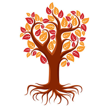 Vector art illustration of branchy autumn tree with strong roots