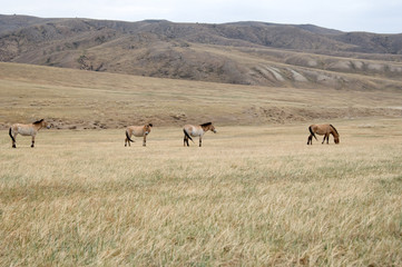 Przewalski horse in a pasture in the Mongolian steppe
