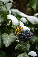 Little fruit in the snow