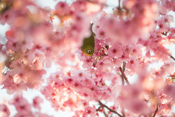 桜