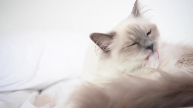 Closeup of Sacr&eacute; de Birmanie cat, relaxing on bed