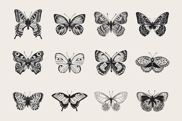 Set of butterflies. Vector vintage classic illustration. Black and white