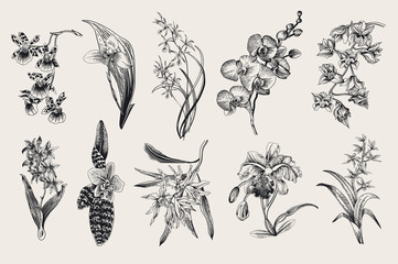 Exotic orchid set. Botanical vector vintage illustration. Design elements. Black and white - obrazy, fototapety, plakaty