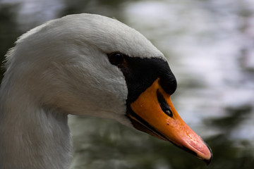 Swan #5