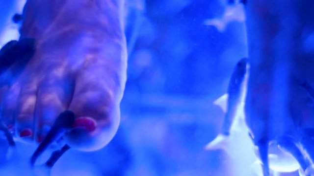 female legs and spa fish