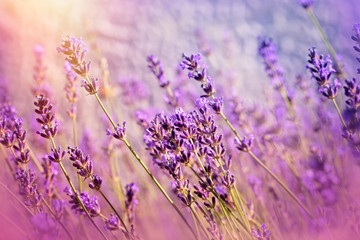 Beautiful lavender flowers in flower garden lit by sunlight