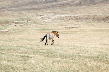 Przewalski horse in a pasture in the Mongolian steppe