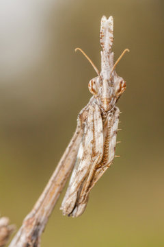 The mantis Empusa pennata, macro in a meadow