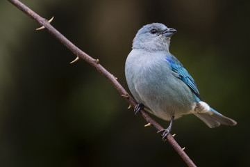 Azure-shouldered Tanager