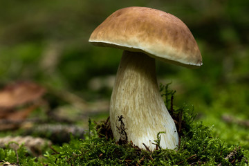 Steinpilz mit Moos