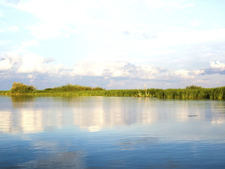 River with reed reflected in the water, Danube Delta 
