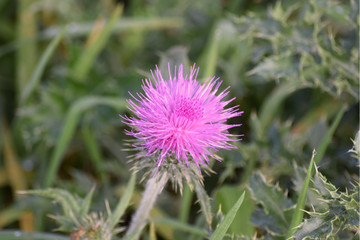 pink flower from thistle